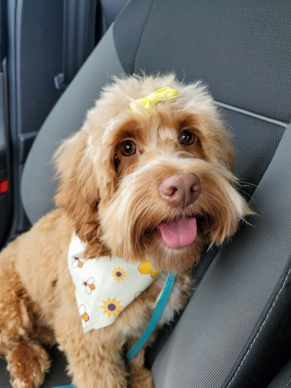 Beanie, Our 4-Year-Old Cockapoo