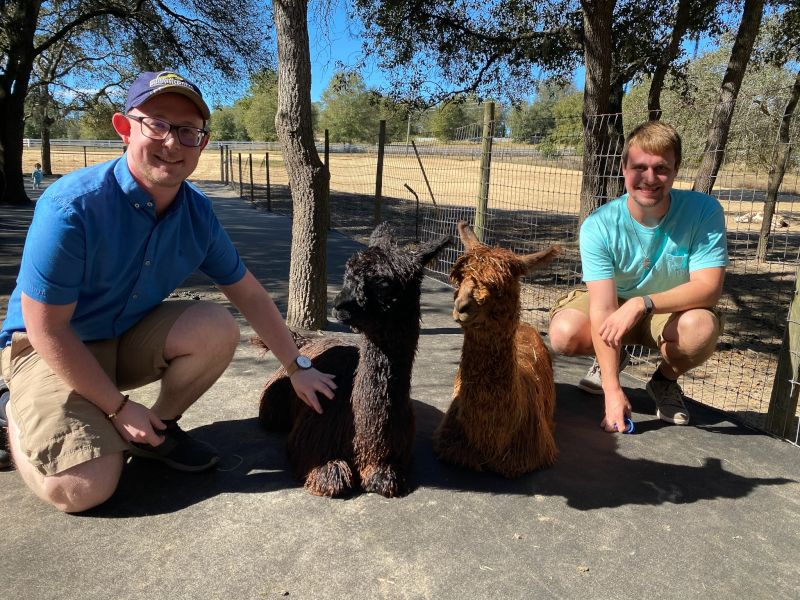 Visiting an Alpaca Farm